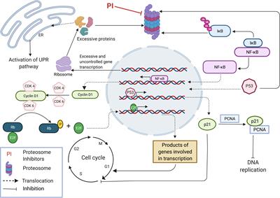 Carfilzomib: A Promising Proteasome Inhibitor for the Treatment of Relapsed and Refractory Multiple Myeloma